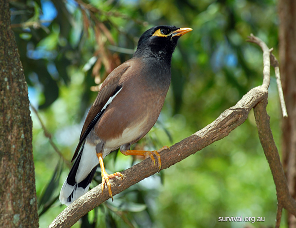 Common Myna - Indian Myna - Common Indian Myna - Acridotheres tristis