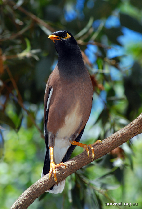 Common Myna - Indian Myna - Common Indian Myna - Acridotheres tristis