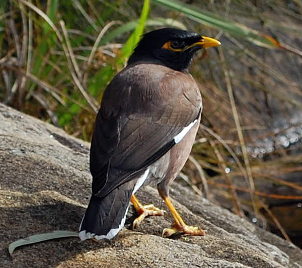Common Myna - Indian Myna - Common Indian Myna - Acridotheres tristis