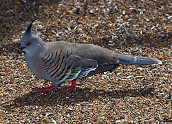 Bird Identification of Australian Birds - Sydney and Blue Mountains Bird Species - Crested Pigeon - Ocyphaps (Geophaps) lophotes