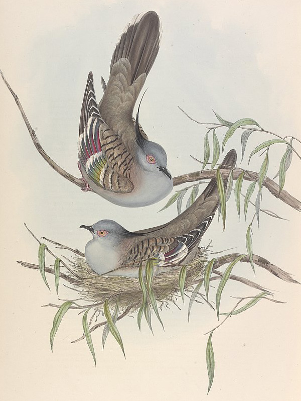 Crested Pigeon - Ocyphaps (Geophaps) lophotes Crested Pigeon - Ocyphaps (Geophaps) lophotes