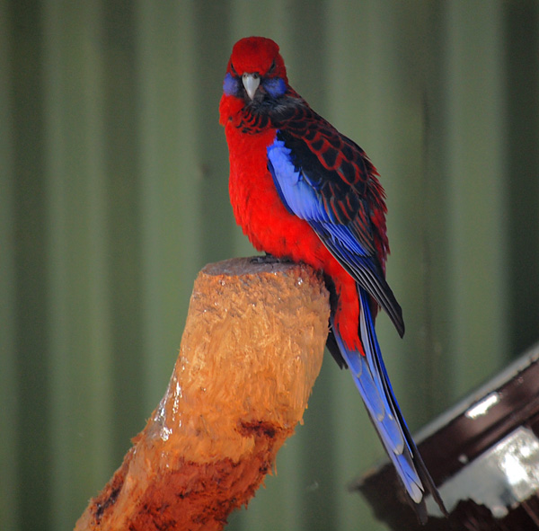 Crimson Rosella - Platycercus elegans
