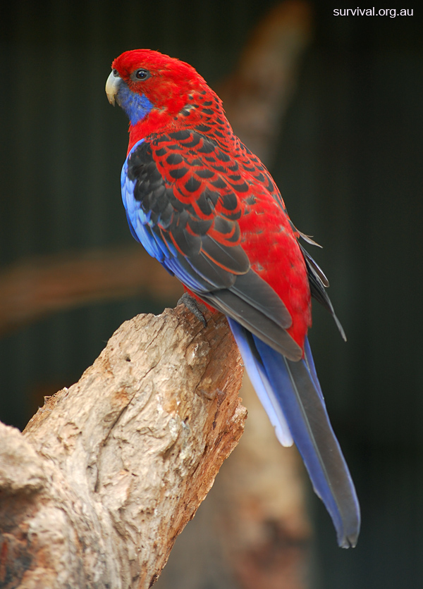 Crimson Rosella - Platycercus elegans Crimson Rosella - Platycercus elegans