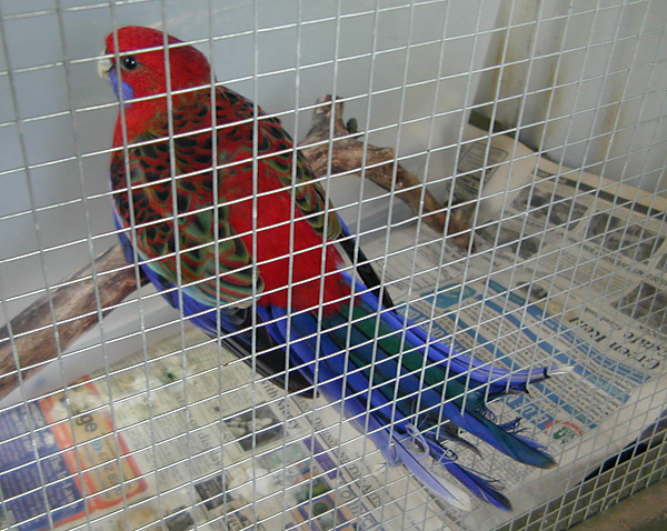 Crimson Rosella - Platycercus elegans Crimson Rosella - Platycercus elegans