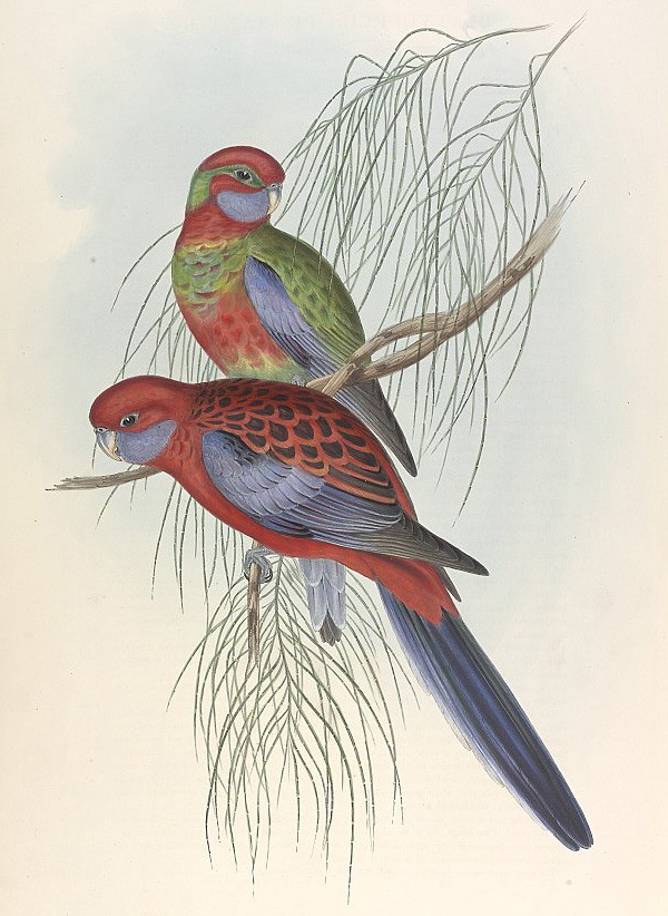 Crimson Rosella - Platycercus elegans Crimson Rosella - Platycercus elegans