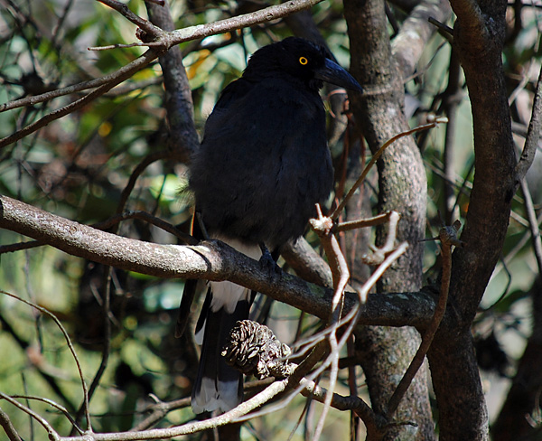 Pied Currawong - Strepera graculina