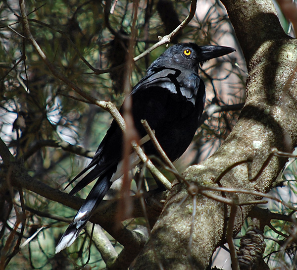 Pied Currawong - Strepera graculina