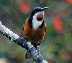 Bird Identification of Australian Birds - Sydney and Blue Mountains Bird Species - Eastern Spinebill - Acanthorhynchus tenuirostris