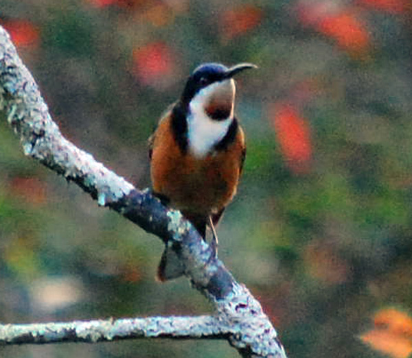 Eastern Spinebill - Acanthorhynchus tenuirostris