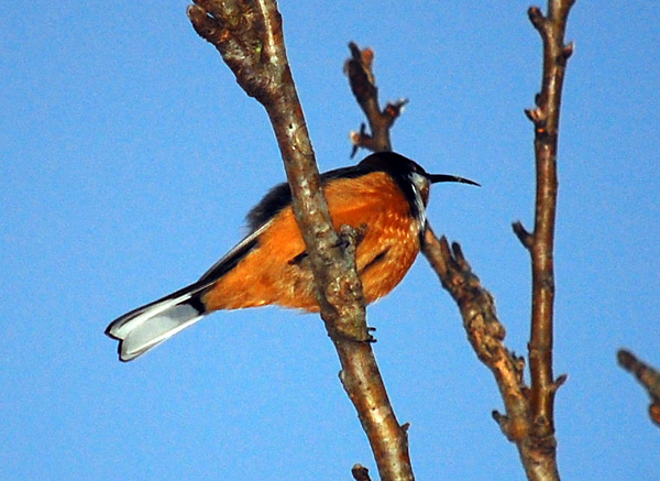 Eastern Spinebill - Acanthorhynchus tenuirostris