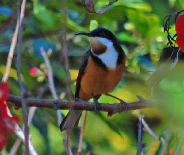 Eastern Spinebill - Acanthorhynchus tenuirostris