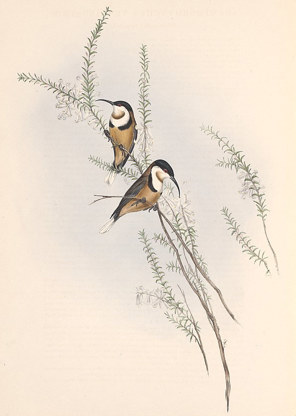 Eastern Spinebill - Acanthorhynchus tenuirostris Eastern Spinebill - Acanthorhynchus tenuirostris