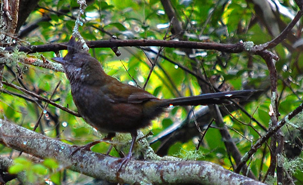Eastern Whipbird - Psophodes olivaceus Eastern Whipbird - Psophodes olivaceus