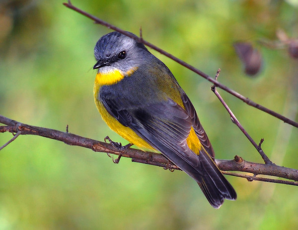 Eastern Yellow Robin - Eopsaltria australia