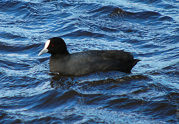 Eurasian Coot - Fulica atra
