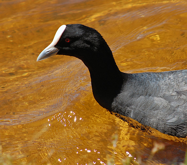 Eurasian Coot - Fulica atra