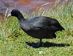 Bird Identification of Australian Birds - Sydney and Blue Mountains Bird Species - Eurasian Coot - Fulica atra