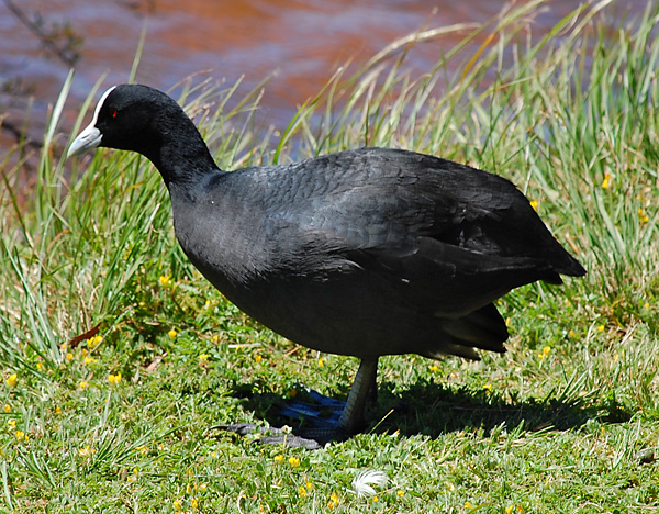 Eurasian Coot - Fulica atra