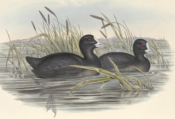 Eurasian Coot - Fulica atra