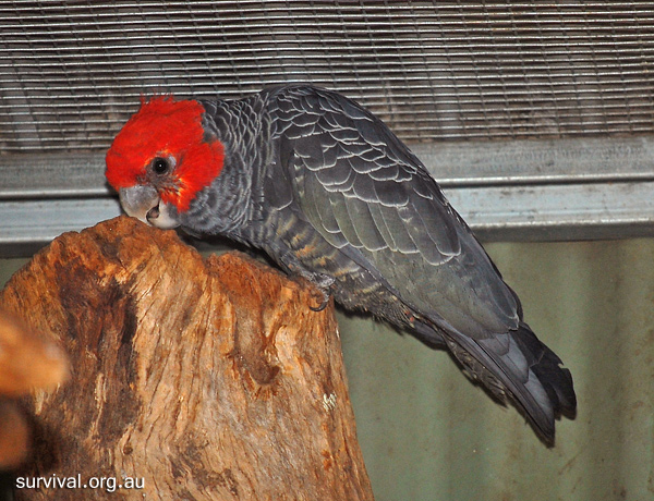 Gang-gang Cockatoo - Callocephalon fimbriatum