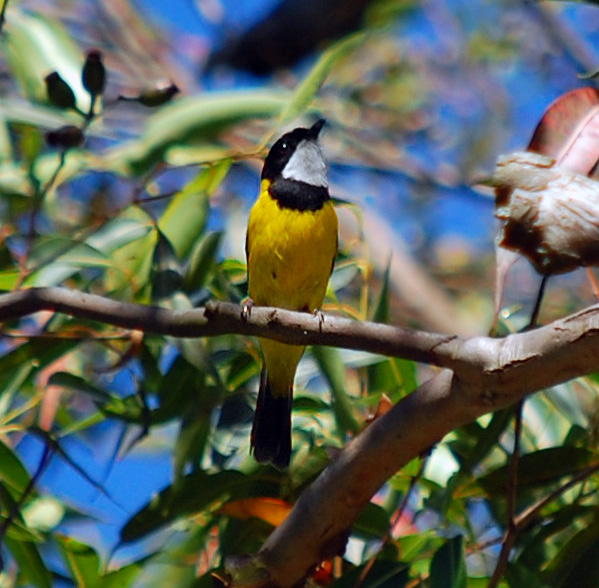 Golden Whistler - Pachycephala pectoralis