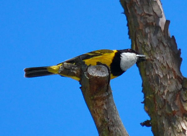 Golden Whistler - Pachycephala pectoralis Golden Whistler - Pachycephala pectoralis