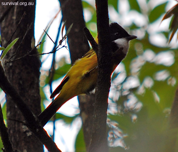 Golden Whistler - Pachycephala pectoralis
