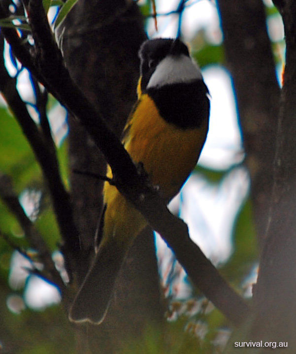 Golden Whistler - Pachycephala pectoralis