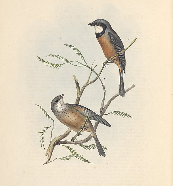 Golden Whistler - Pachycephala pectoralis