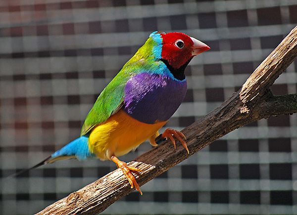 Gouldian Finch - Erythrura gouldiae