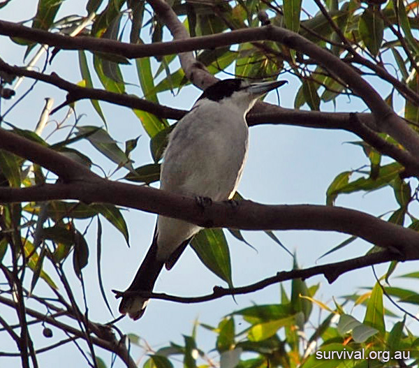Grey Butcherbird - Cracticus torquatus Grey Butcherbird - Cracticus torquatus