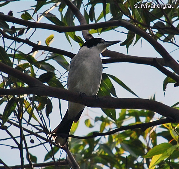 Grey Butcherbird - Cracticus torquatus Grey Butcherbird - Cracticus torquatus