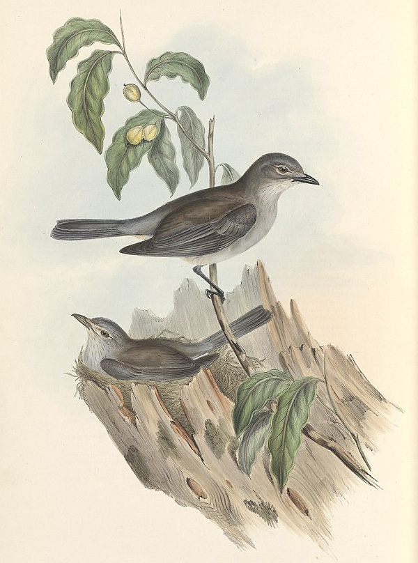 Grey Shrike-thrush - Colluricincla harmonica Grey Shrike-thrush - Colluricincla harmonica
