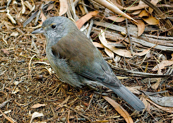 Grey Shrike-thrush - Colluricincla harmonica Grey Shrike-thrush - Colluricincla harmonica