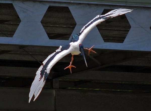 Black Necked Stork - Jabiru - Ephippiorhynchus asiaticus