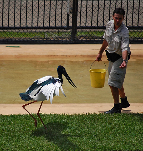Black Necked Stork - Jabiru - Ephippiorhynchus asiaticus