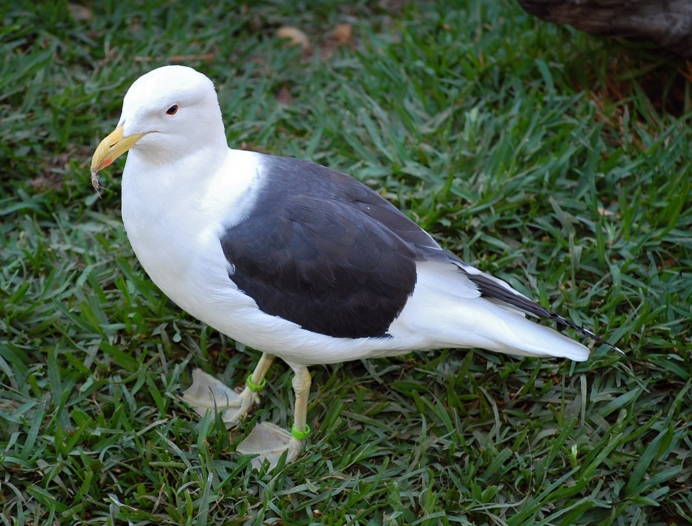 Australian Bird Quiz, Question 1 - Can you identify this bird?