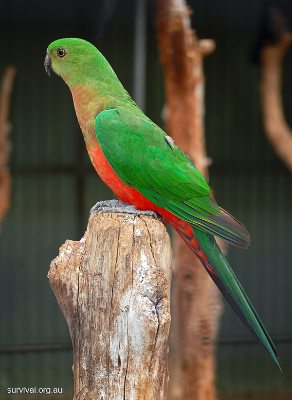 Australian King-Parrot - Alisterus scapularis