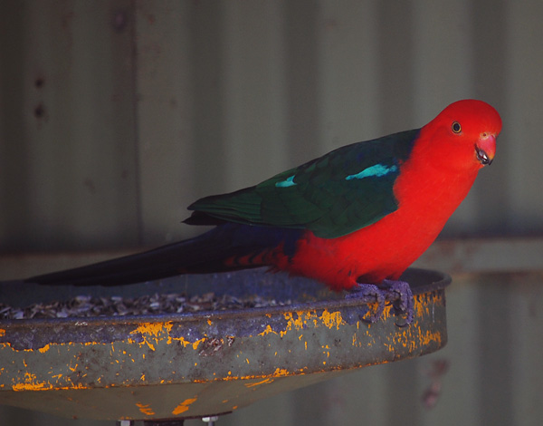Australian King-Parrot - Alisterus scapularis