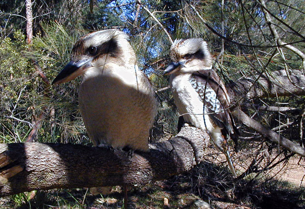 Laughing Kookaburra - Dacelo novaeguineae Laughing Kookaburra - Dacelo novaeguineae