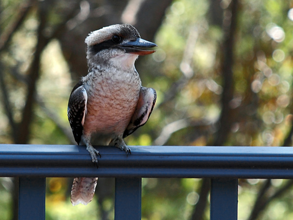 Laughing Kookaburra - Dacelo novaeguineae
