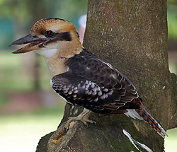 Bird Identification of Australian Birds - Sydney and Blue Mountains Bird Species - Laughing Kookaburra - Dacelo novaeguineae