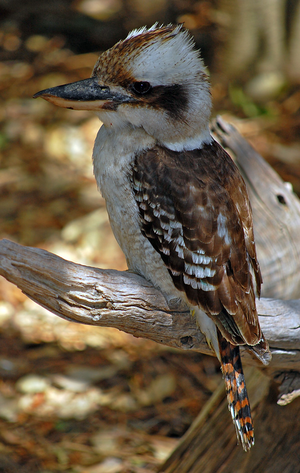 Laughing Kookaburra - Dacelo novaeguineae