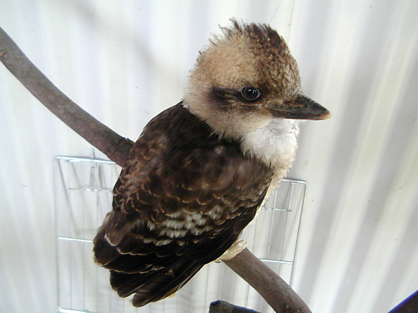 Juvenile Laughing Kookaburra - Dacelo novaeguineae