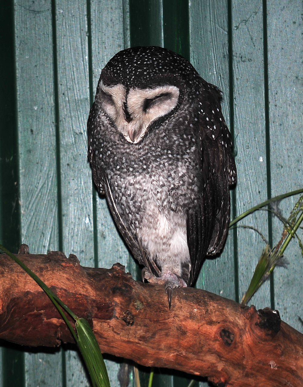 Australian Bird Quiz, Question 5 - Can you identify this bird?