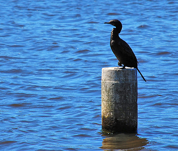 Little Black Cormorant - Phalacrocorax carbo Little Black Cormorant - Phalacrocorax carbo