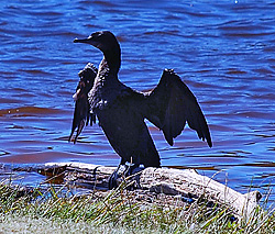 Bird Identification of Australian Birds - Sydney and Blue Mountains Bird Species - Little Black Cormorant - Phalacrocorax carbo Bird Identification of Australian Birds - Sydney and Blue Mountains Bird Species - Little Black Cormorant - Phalacrocorax carbo