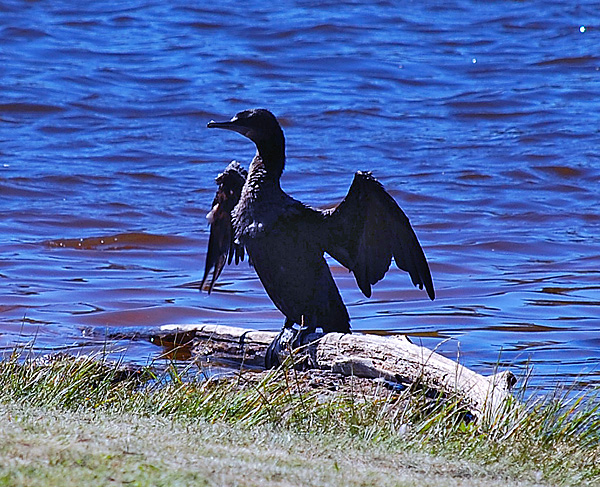 Little Black Cormorant - Phalacrocorax carbo Little Black Cormorant - Phalacrocorax carbo