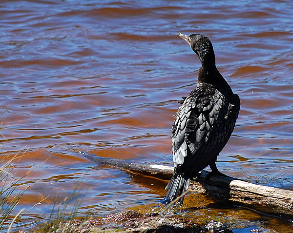 Little Black Cormorant - Phalacrocorax carbo Little Black Cormorant - Phalacrocorax carbo