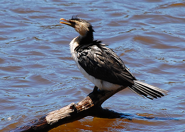 Little Pied Cormorant - Phalacrocorax melanoleucos Little Pied Cormorant - Phalacrocorax melanoleucos